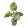 ALOCASIA MACRORRHIZOS p12