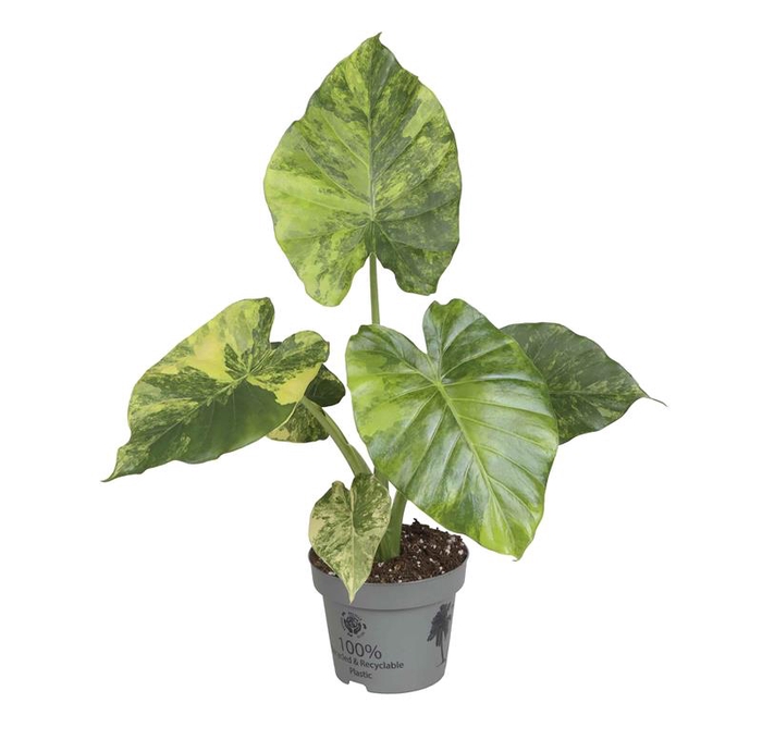 ALOCASIA MACRORRHIZOS p12