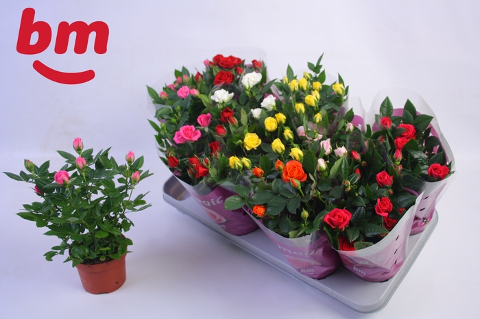 <h4>RO B MONDE GEM 7 SRT</h4>