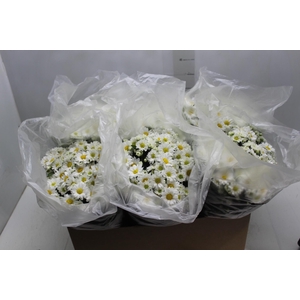 CRISANTEMO P15 BRANCO