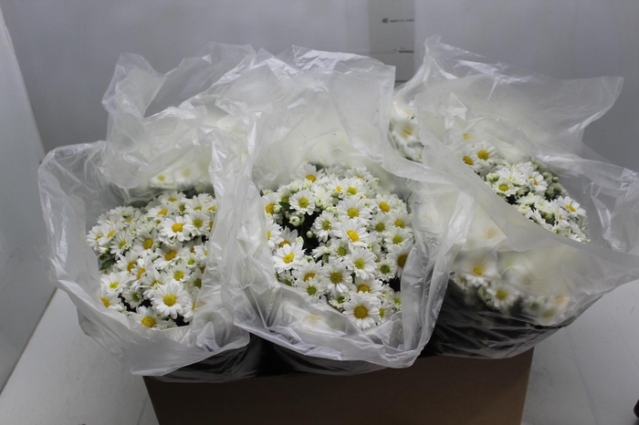 <h4>CRISANTEMO P15 BRANCO</h4>