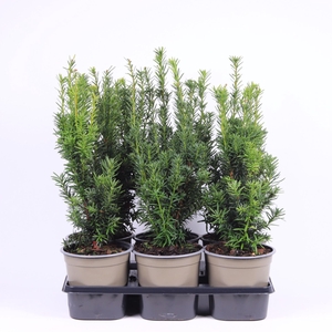 Taxus media Hicksii