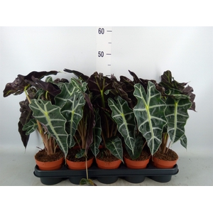 Alocasia amazonica 'Polly'
