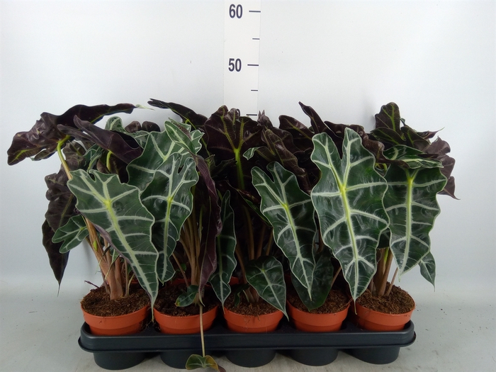 <h4>Alocasia amazonica 'Polly'</h4>