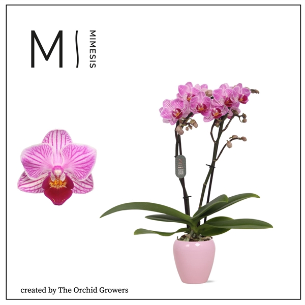 <h4>Mimesis Phal. Lotte - 2 spike 7cm in Martine Lilac Ceramic</h4>