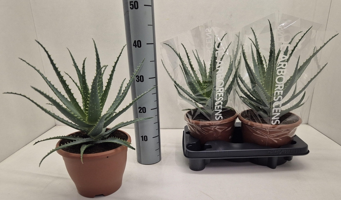 <h4>ALOE ARBORESCENS</h4>