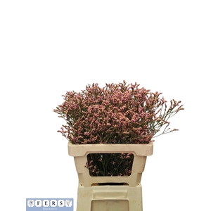 Limonium Sin Divine Diamond Fers