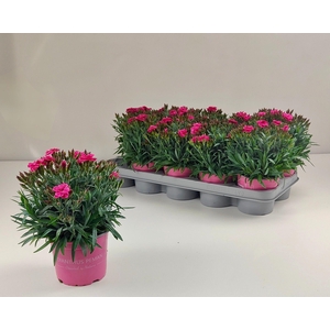 DIAN CA PEMAN FAN CE