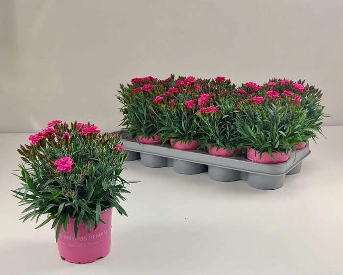 <h4>DIAN CA PEMAN FAN CE</h4>