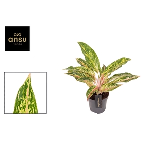 Aglaonema Twiggy Red