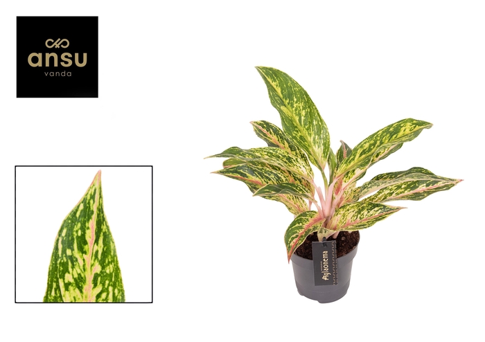 <h4>Aglaonema Twiggy Red</h4>