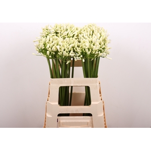 Agapanthus Gletsjer Kenia Marginpar