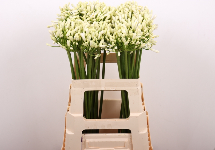 <h4>Agapanthus Gletsjer Kenia Marginpar</h4>