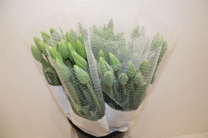 <h4>Tu Fr En Maureen</h4>