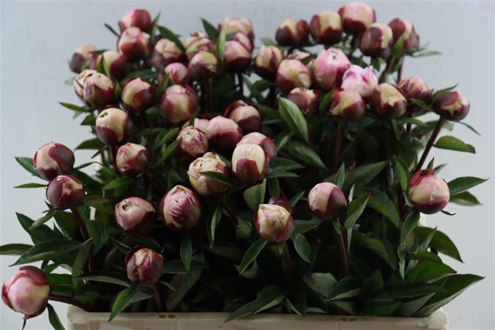 <h4>Paeo L Gardenia</h4>