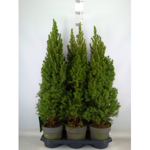 Picea glauca 'Perfecta'