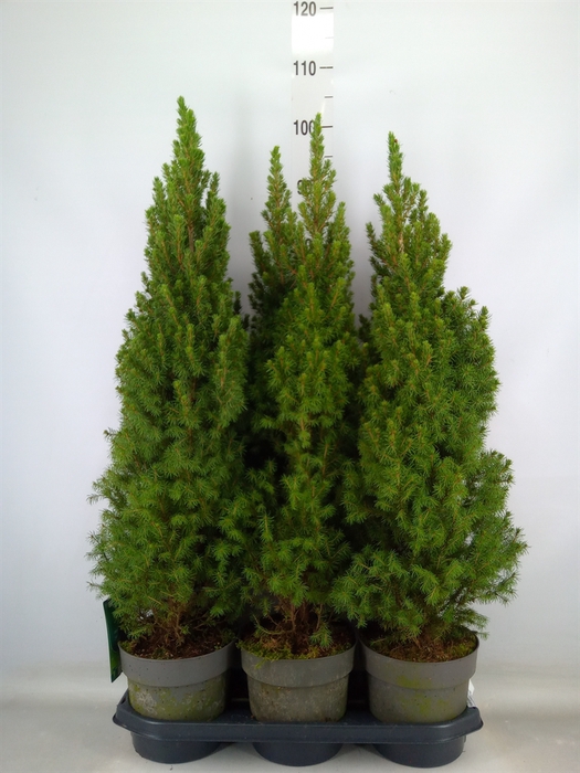 <h4>Picea glauca 'Perfecta'</h4>