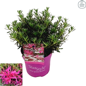 Azalea Japonica StarStyle 25/p15 'lila'