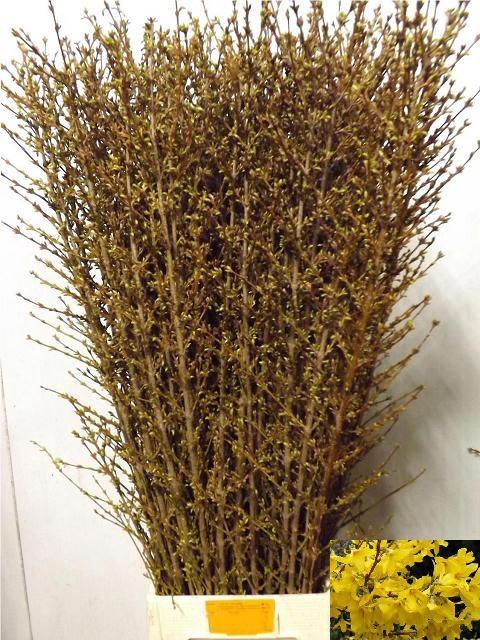 <h4>FORSY I SPECTABILIS</h4>