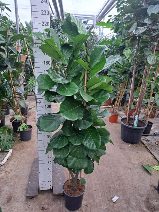 <h4>Ficus lyrata</h4>