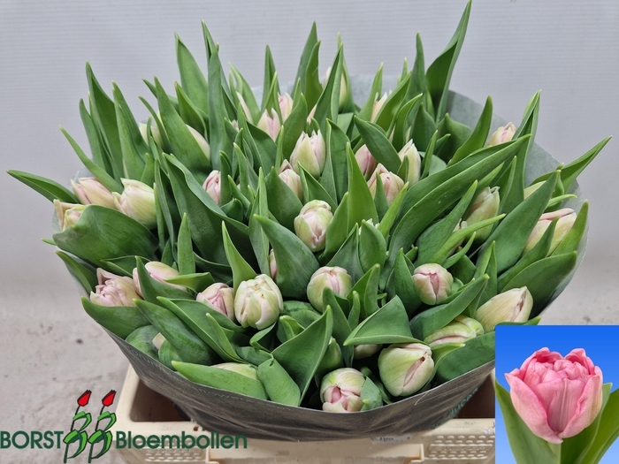 <h4>TU DU MARIAGE</h4>