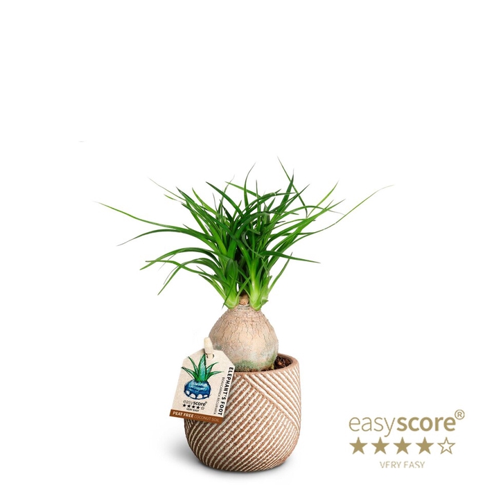 BEAUCARNEA RECURVATA p7