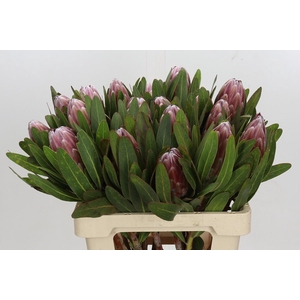 Protea Pink Ice