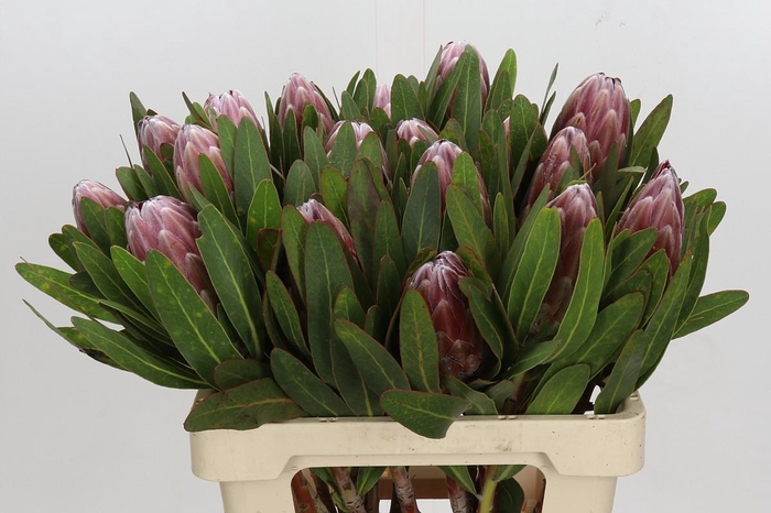 <h4>Protea Pink Ice</h4>