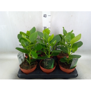 Clusia rosea 'Princess'