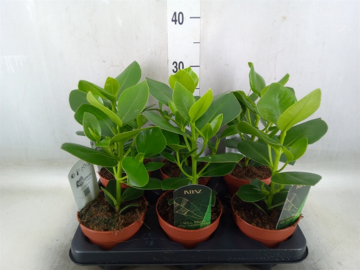 <h4>Clusia rosea 'Princess'</h4>