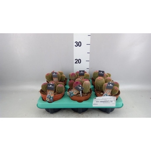 Echinocactus   ...