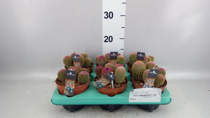 <h4>Echinocactus   ...</h4>