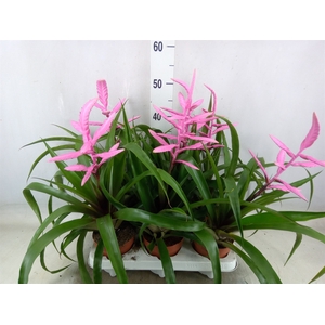 Tillandsia  'Andreas'