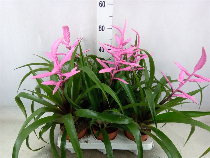 <h4>Tillandsia  'Andreas'</h4>