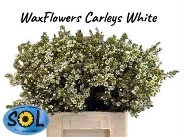 Chame Un Carlys Whit