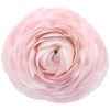 Ranunculus Clooney Lady Extra