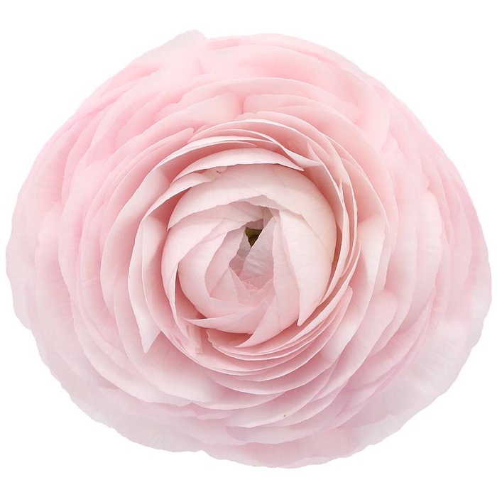 <h4>Ranunculus Clooney Lady Extra</h4>