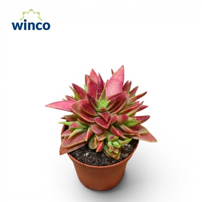 <h4>Crassula Capitella (red)</h4>