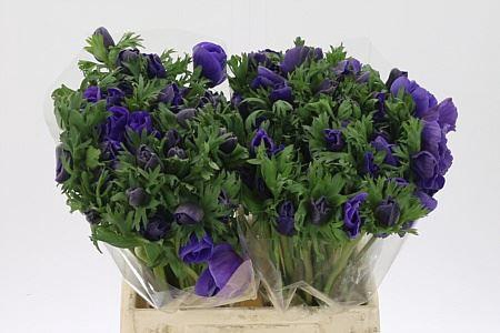 <h4>Anem Co Galil Blauw Extra</h4>