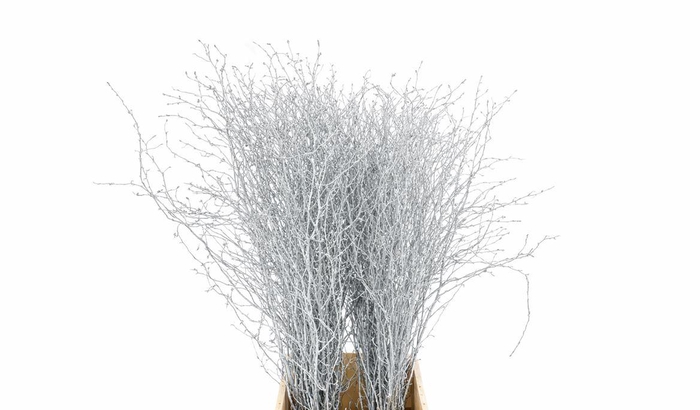 <h4>Berk 70cm Gl Zilver Pbs</h4>
