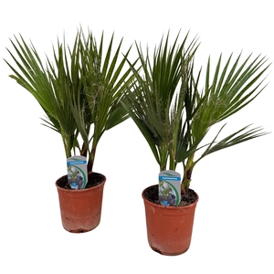Washingtonia filifera