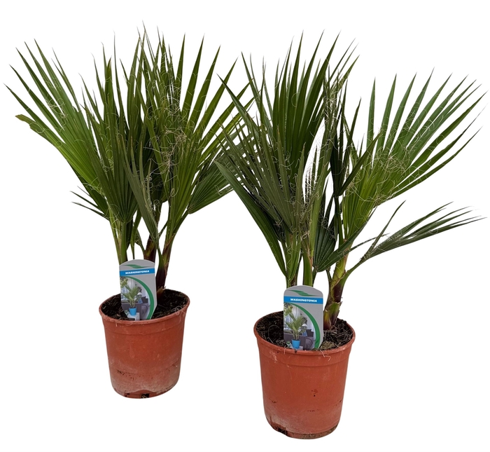 <h4>Washingtonia filifera</h4>