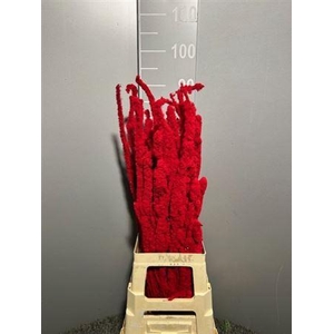 Betula Flocked Red Rosso