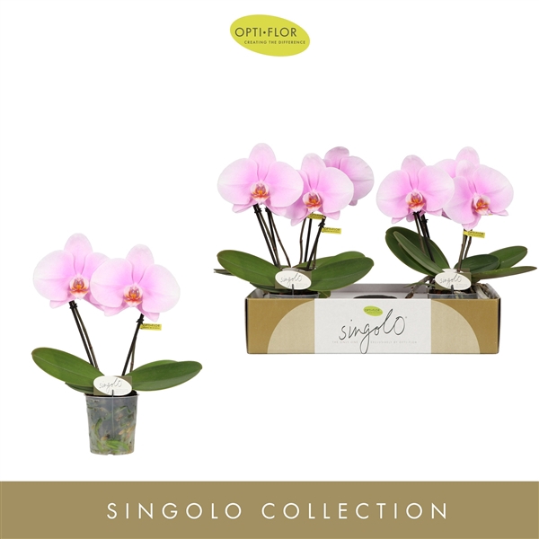 <h4>Singolo & Co Mino</h4>