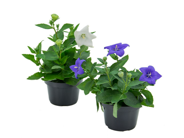 PLATYCODON P11 VARIADO