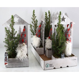 PICEA GL CONICA