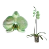 Phal I Am Green 1T6+ Basic