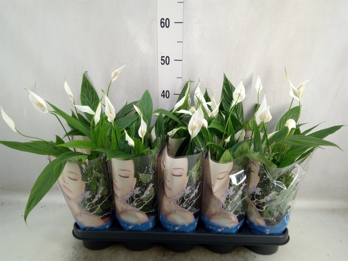 <h4>Spathiphyllum  'Korto'</h4>