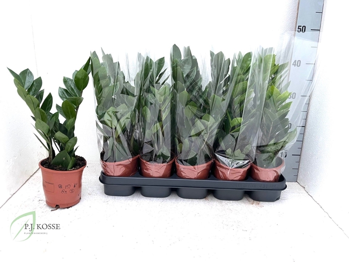 <h4>ZAMIO ZAMIIFOLIA</h4>