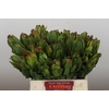 Leucadendron Laurel Yellow